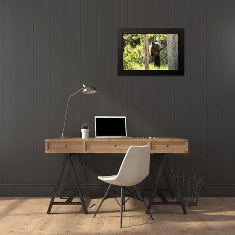 Grizzly near Swan Lake, Yellowstone National Park Black Modern Wood Framed Art Print by The Yellowstone Collection