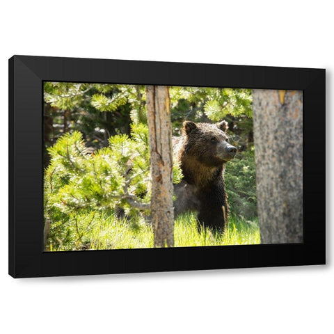 Grizzly near Swan Lake, Yellowstone National Park Black Modern Wood Framed Art Print by The Yellowstone Collection