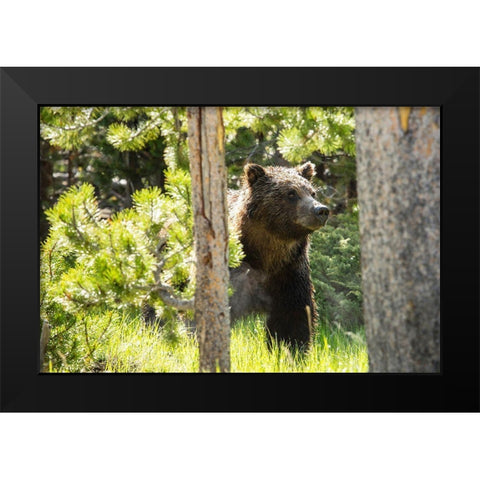 Grizzly near Swan Lake, Yellowstone National Park Black Modern Wood Framed Art Print by The Yellowstone Collection