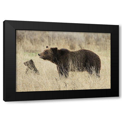 Grizzly Sow and Cub near Fishing Bridge, Yellowstone National Park Black Modern Wood Framed Art Print with Double Matting by Peaco, Jim