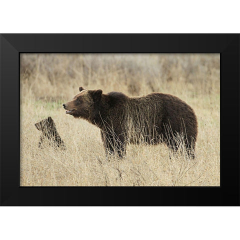 Grizzly Sow and Cub near Fishing Bridge, Yellowstone National Park Black Modern Wood Framed Art Print by Peaco, Jim