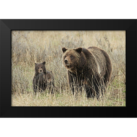 Grizzly Sow and Cubs near Fishing Bridge, Yellowstone National Park Black Modern Wood Framed Art Print by Peaco, Jim