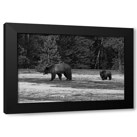 Grizzly Sow and Yearling near Daisy Geyser, Yellowstone National Park Black Modern Wood Framed Art Print with Double Matting by Peaco, Jim