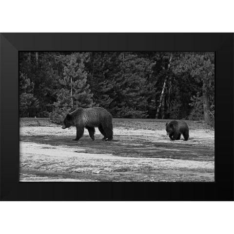 Grizzly Sow and Yearling near Daisy Geyser, Yellowstone National Park Black Modern Wood Framed Art Print by Peaco, Jim
