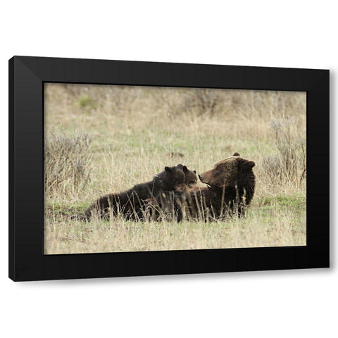 Grizzly Sow Nursing Cubs near Fishing Bridge, Yellowstone National Park Black Modern Wood Framed Art Print with Double Matting by Peaco, Jim
