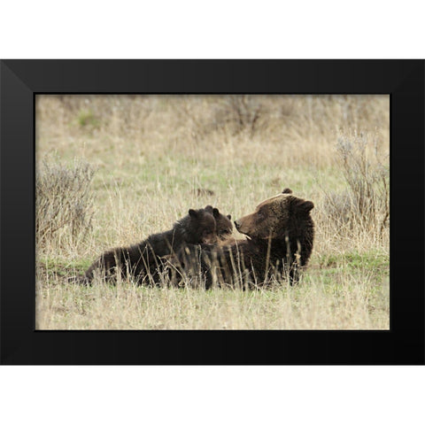Grizzly Sow Nursing Cubs near Fishing Bridge, Yellowstone National Park Black Modern Wood Framed Art Print by Peaco, Jim