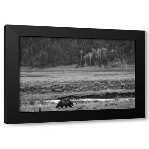 Grizzly, Lamar Valley, Yellowstone National Park Black Modern Wood Framed Art Print by The Yellowstone Collection
