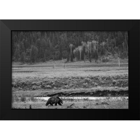 Grizzly, Lamar Valley, Yellowstone National Park Black Modern Wood Framed Art Print by The Yellowstone Collection