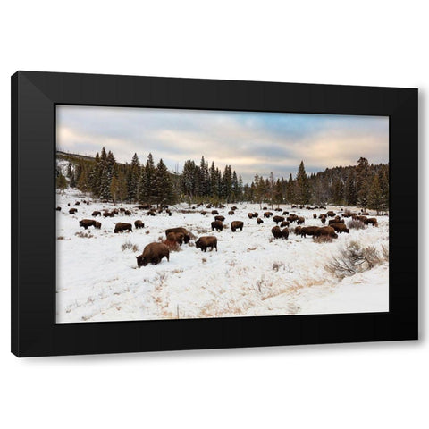 Bison near Wraith Falls Trailhead, Yellowstone National Park Black Modern Wood Framed Art Print by Frank, Jacob W.