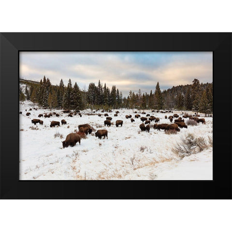 Bison near Wraith Falls Trailhead, Yellowstone National Park Black Modern Wood Framed Art Print by Frank, Jacob W.