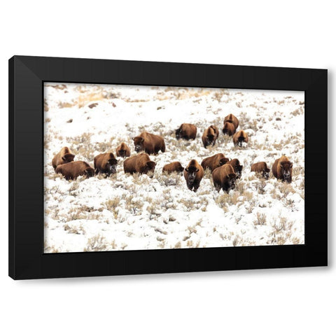 Bison near Blacktail Ponds, Yellowstone National Park Black Modern Wood Framed Art Print with Double Matting by Frank, Jacob W.