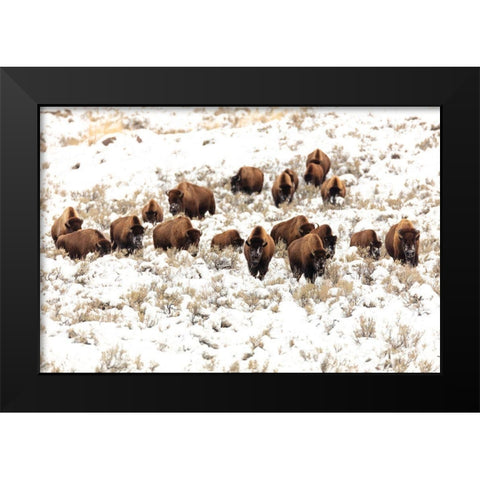 Bison near Blacktail Ponds, Yellowstone National Park Black Modern Wood Framed Art Print by Frank, Jacob W.