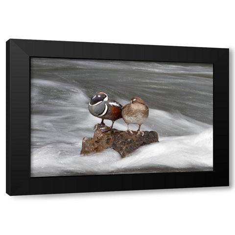 Harlequin Ducks, Yellowstone River, Yellowstone National Park Black Modern Wood Framed Art Print by Peaco, Jim