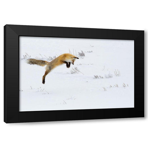 Hunting Fox Leaping, Hayden Valley, Yellowstone National Park Black Modern Wood Framed Art Print with Double Matting by The Yellowstone Collection