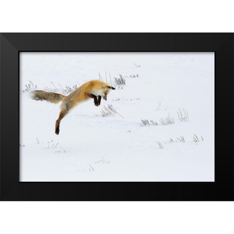 Hunting Fox Leaping, Hayden Valley, Yellowstone National Park Black Modern Wood Framed Art Print by The Yellowstone Collection