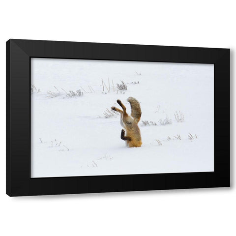 Hunting Fox, Head First, Hayden Valley, Yellowstone National Park Black Modern Wood Framed Art Print by The Yellowstone Collection