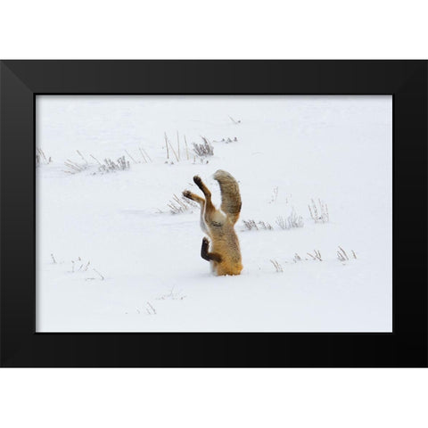 Hunting Fox, Head First, Hayden Valley, Yellowstone National Park Black Modern Wood Framed Art Print by The Yellowstone Collection