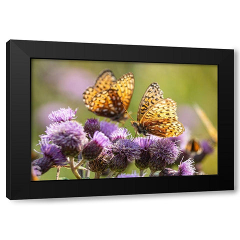 Hydaspe Butterflies, Mammoth Hot Springs, Yellowstone National Park Black Modern Wood Framed Art Print with Double Matting by The Yellowstone Collection