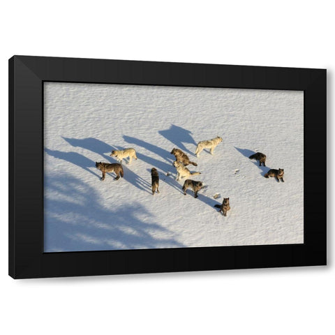 Junction Butte Wolf Pack, Yellowstone National Park Black Modern Wood Framed Art Print with Double Matting by Stahler, Dan