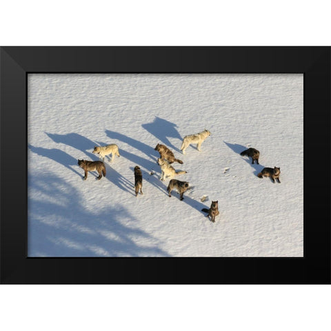 Junction Butte Wolf Pack, Yellowstone National Park Black Modern Wood Framed Art Print by Stahler, Dan