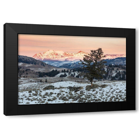 Last light on Cutoff Mountain, Yellowstone National Park Black Modern Wood Framed Art Print by The Yellowstone Collection