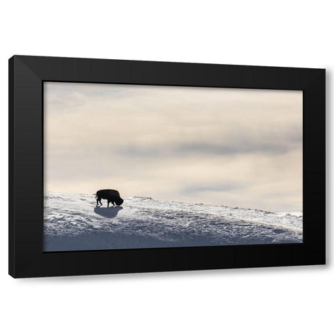 Lone Bison in Hayden Valley, Yellowstone National Park Black Modern Wood Framed Art Print with Double Matting by The Yellowstone Collection
