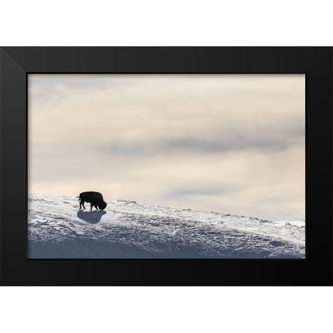 Lone Bison in Hayden Valley, Yellowstone National Park Black Modern Wood Framed Art Print by The Yellowstone Collection