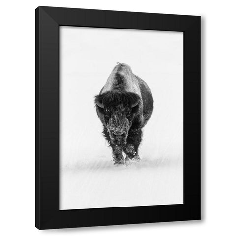 Lone Bull Bison, Yellowstone National Park Black Modern Wood Framed Art Print by The Yellowstone Collection