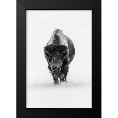 Lone Bull Bison, Yellowstone National Park Black Modern Wood Framed Art Print by The Yellowstone Collection