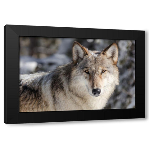Lone Wolf, Yellowstone National Park Black Modern Wood Framed Art Print with Double Matting by The Yellowstone Collection