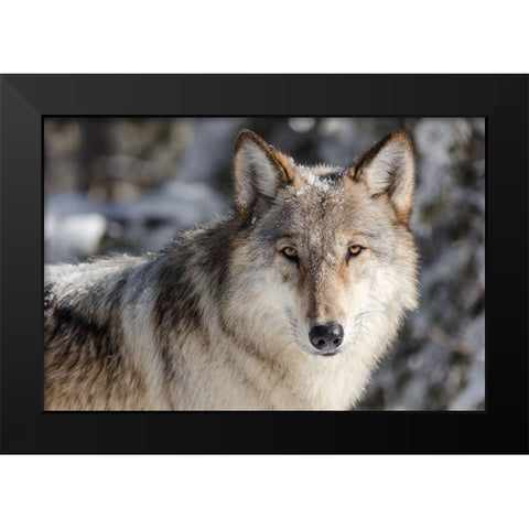 Lone Wolf, Yellowstone National Park Black Modern Wood Framed Art Print by The Yellowstone Collection