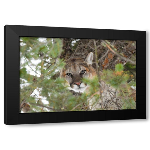 Male Cougar, Yellowstone National Park Black Modern Wood Framed Art Print by The Yellowstone Collection