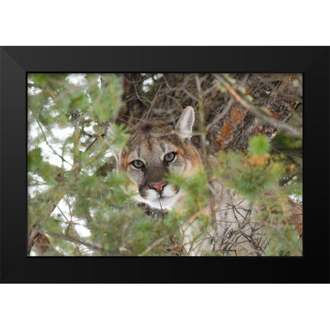Male Cougar, Yellowstone National Park Black Modern Wood Framed Art Print by The Yellowstone Collection