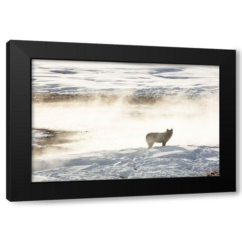 Wolf of the Wapiti Lake Pack, Yellowstone National Park Black Modern Wood Framed Art Print by Frank, Jacob W.