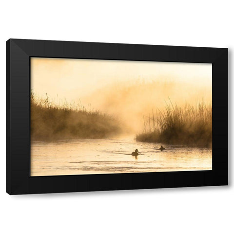 Morning Steam on the Madison River, Yellowstone National Park Black Modern Wood Framed Art Print with Double Matting by The Yellowstone Collection