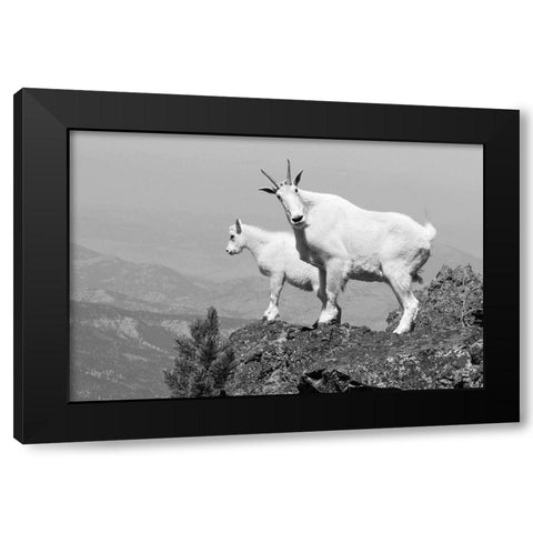Mountain Goats on Sepulcher Mountain, Yellowstone National Park Black Modern Wood Framed Art Print by The Yellowstone Collection