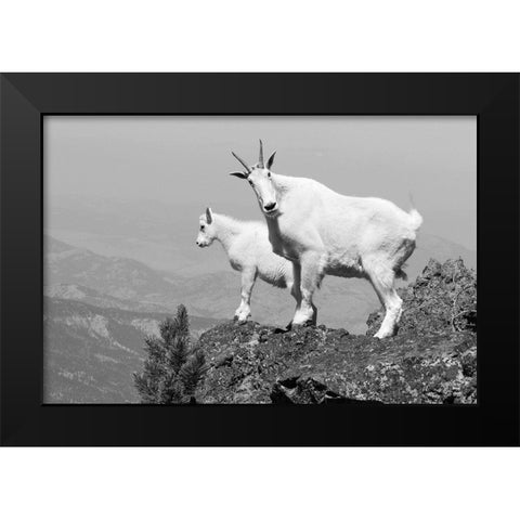 Mountain Goats on Sepulcher Mountain, Yellowstone National Park Black Modern Wood Framed Art Print by The Yellowstone Collection