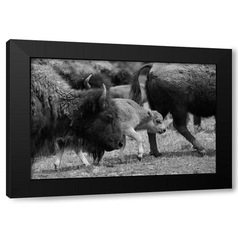 Moving with the Herd, Lamar Valley, Yellowstone National Park Black Modern Wood Framed Art Print with Double Matting by The Yellowstone Collection