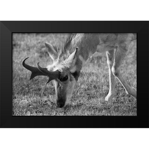 North American Pronghorn, Lamar Valley, Yellowstone National Park Black Modern Wood Framed Art Print by The Yellowstone Collection