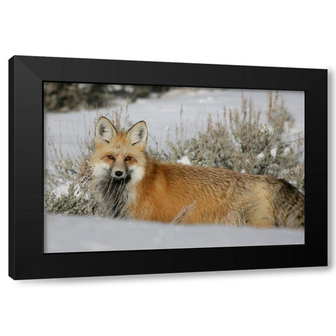 Red Fox in Lamar Valley, Yellowstone National Park Black Modern Wood Framed Art Print by The Yellowstone Collection