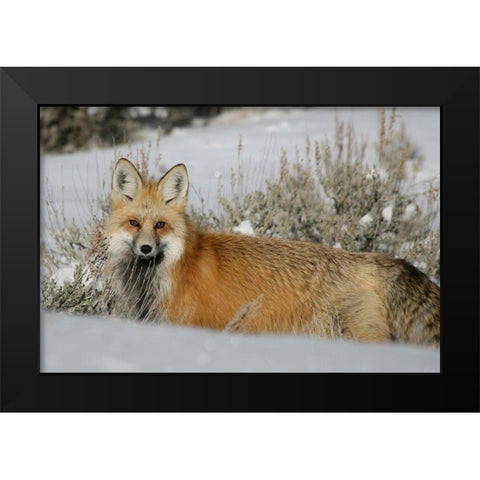 Red Fox in Lamar Valley, Yellowstone National Park Black Modern Wood Framed Art Print by The Yellowstone Collection