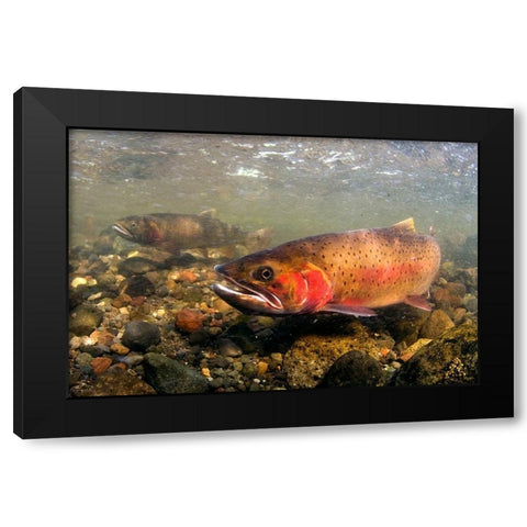 Spawning Cutthroat Trout, Lamar Valley, Yellowstone National Park Black Modern Wood Framed Art Print with Double Matting by The Yellowstone Collection