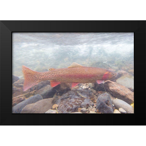 Spawning Yellowstone Cutthroat Trout, Yellowstone National Park Black Modern Wood Framed Art Print by Frank, Jacob W.