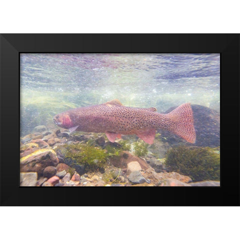 Spawning Yellowstone Cutthroat Trout, Yellowstone National Park Black Modern Wood Framed Art Print by Frank, Jacob W.