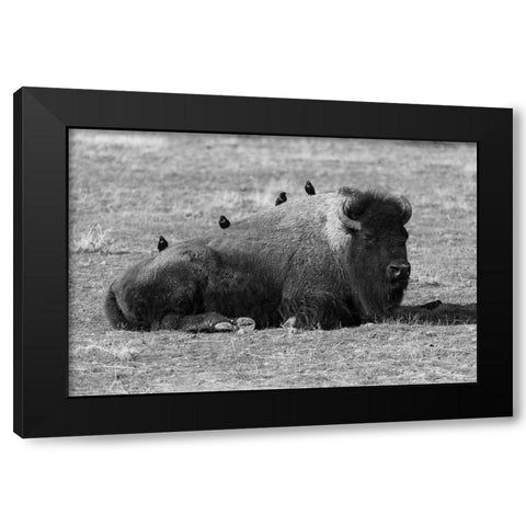 Starlings on a Sleeping Bison, Yellowstone National Park Black Modern Wood Framed Art Print by Frank, Jacob W.