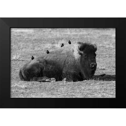 Starlings on a Sleeping Bison, Yellowstone National Park Black Modern Wood Framed Art Print by Frank, Jacob W.