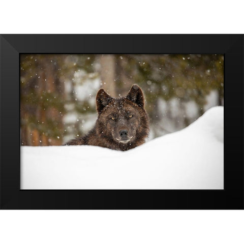 Wolf in Snow, Yellowstone National Park Black Modern Wood Framed Art Print by The Yellowstone Collection