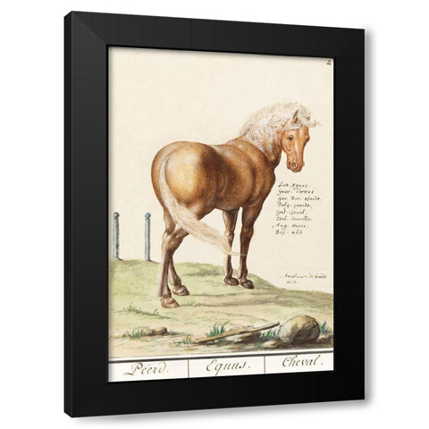 Horse-Equus Ferus Caballus 1596 Black Modern Wood Framed Art Print with Double Matting by de Boodt, Anselmus Boetius