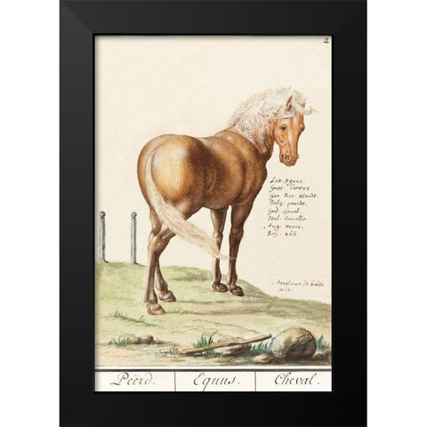 Horse-Equus Ferus Caballus 1596 Black Modern Wood Framed Art Print by de Boodt, Anselmus Boetius