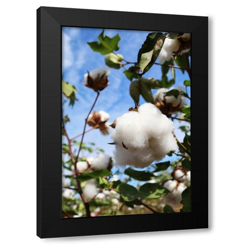 Cotton Harvest in Autaugaville-Alabama Black Modern Wood Framed Art Print with Double Matting by Alabama Picture Archive